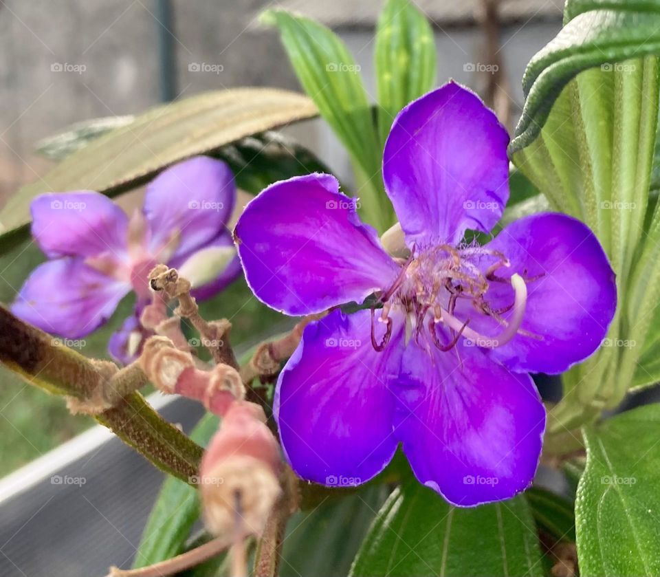 QUARESMEIRAS - 🌺 🇺🇸 Very beautiful flowers to brighten our day.  Live nature and its beauty. Did you like the delicate petals? / 🇧🇷 Flores muito bonitas para alegrar nosso dia. Viva a natureza e sua beleza. Gostaram das pétalas delicadas? 