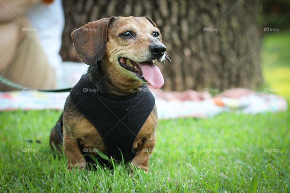 A little old dachshund having some summer fun.