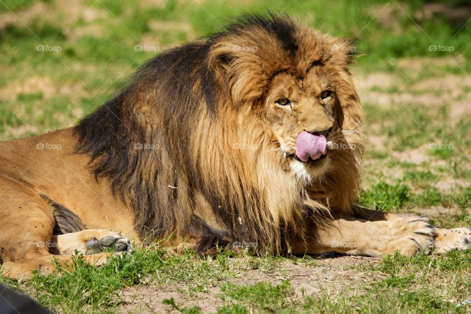 A beautiful African lion licks its face after a quick snack
