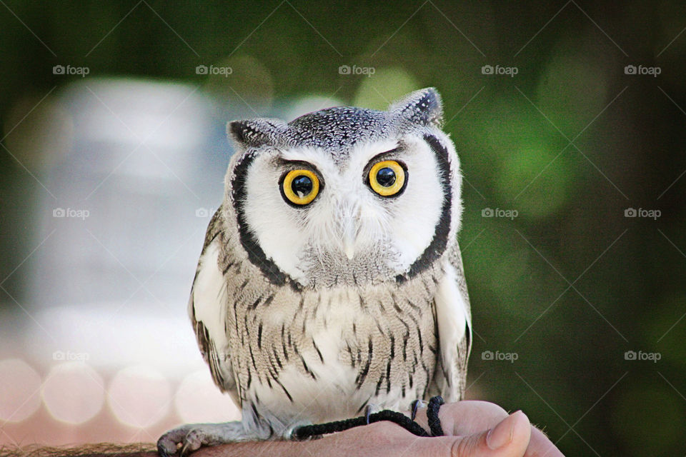 Owl