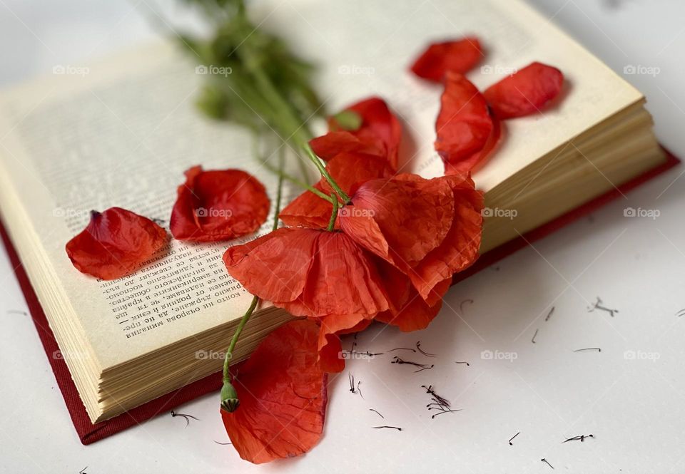 Open book and poppies 