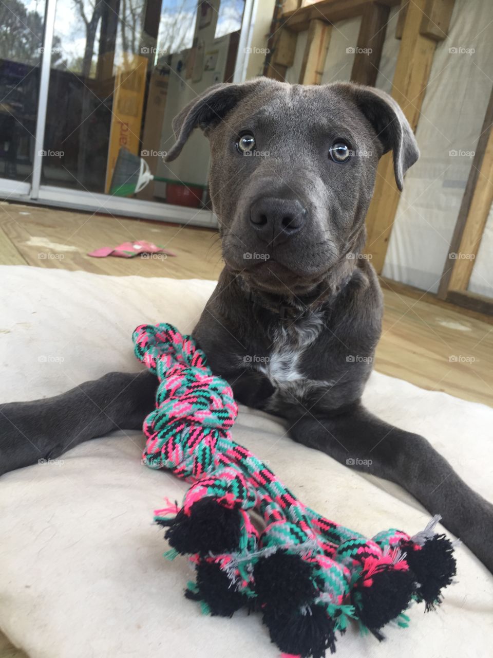 Great Dane Bull Puppy with Rope Toy