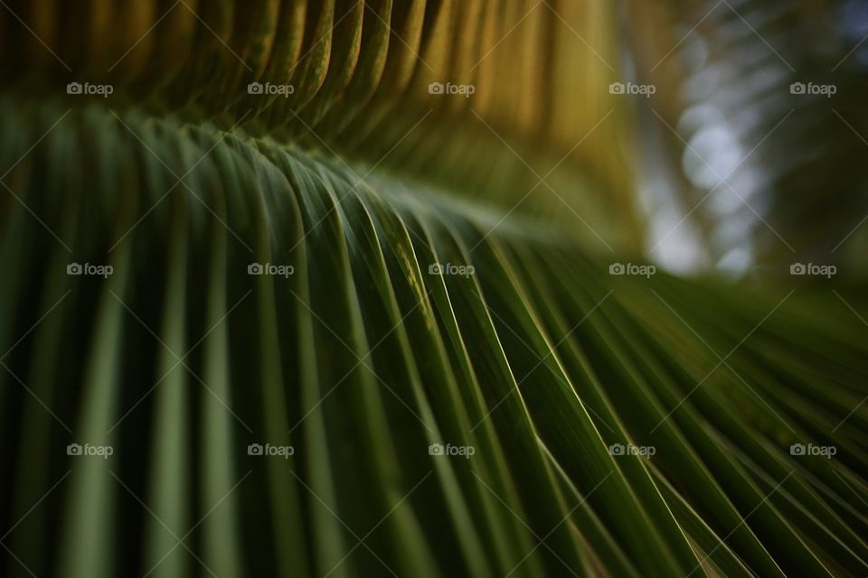 Leaf of palm