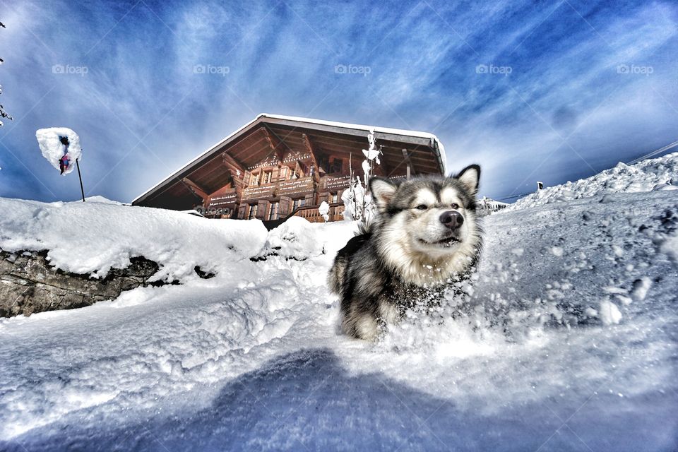 Playtime in the snow