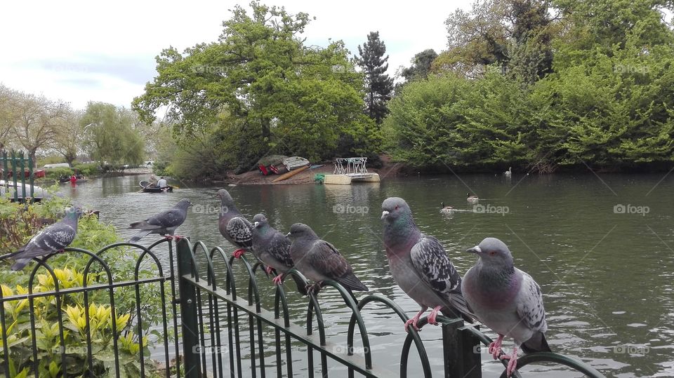 Look at the birds on hyde park