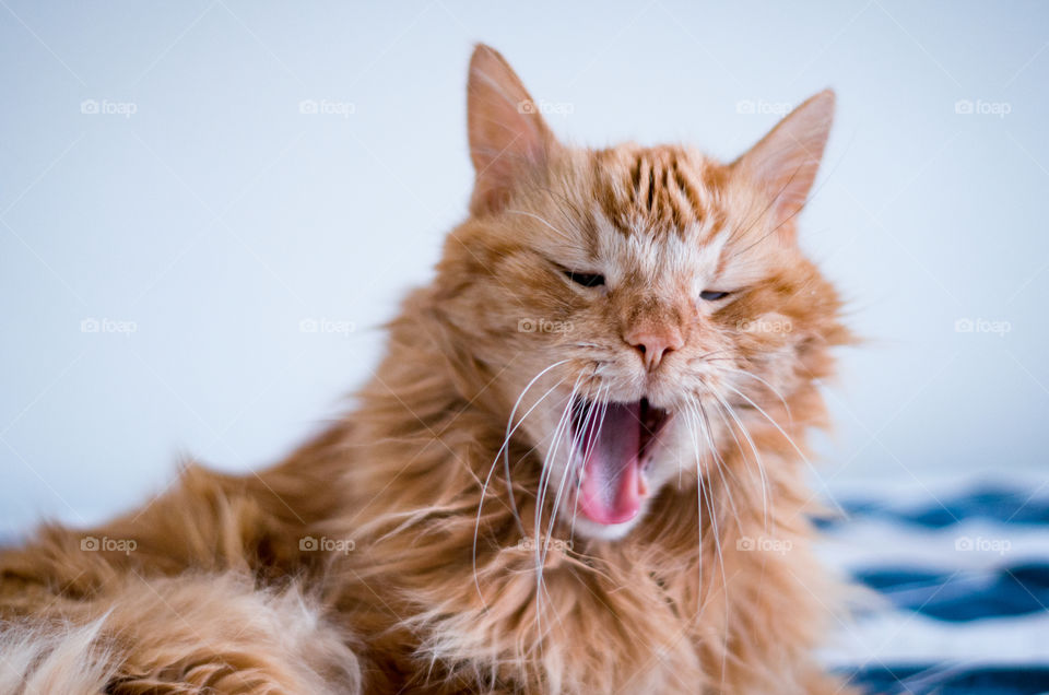 Orange furry cat lying on a bed and yawning mouth wide open.