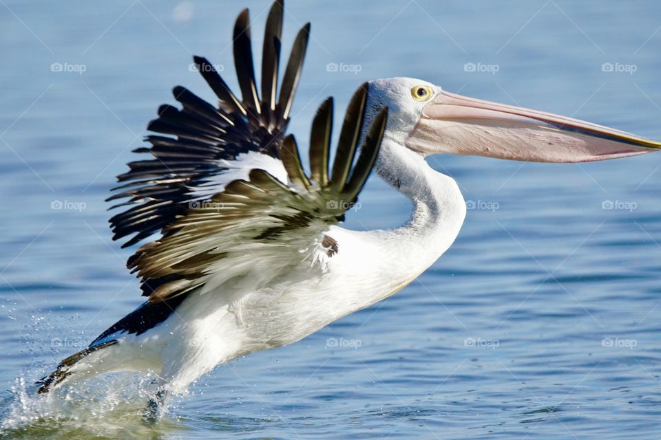 Pelican in flight