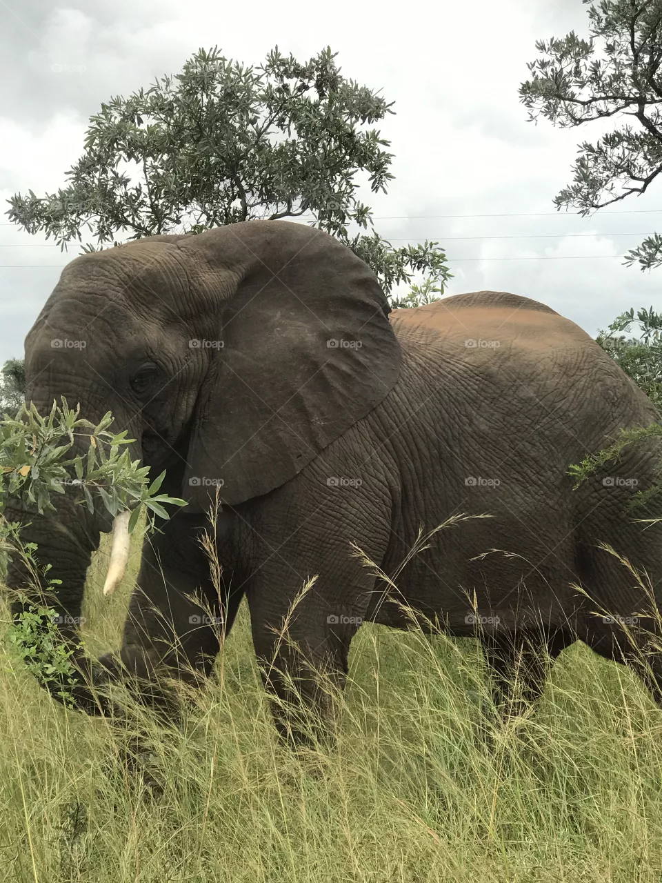 Elephant