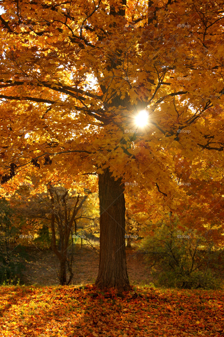 View of autumn tree in sunlight