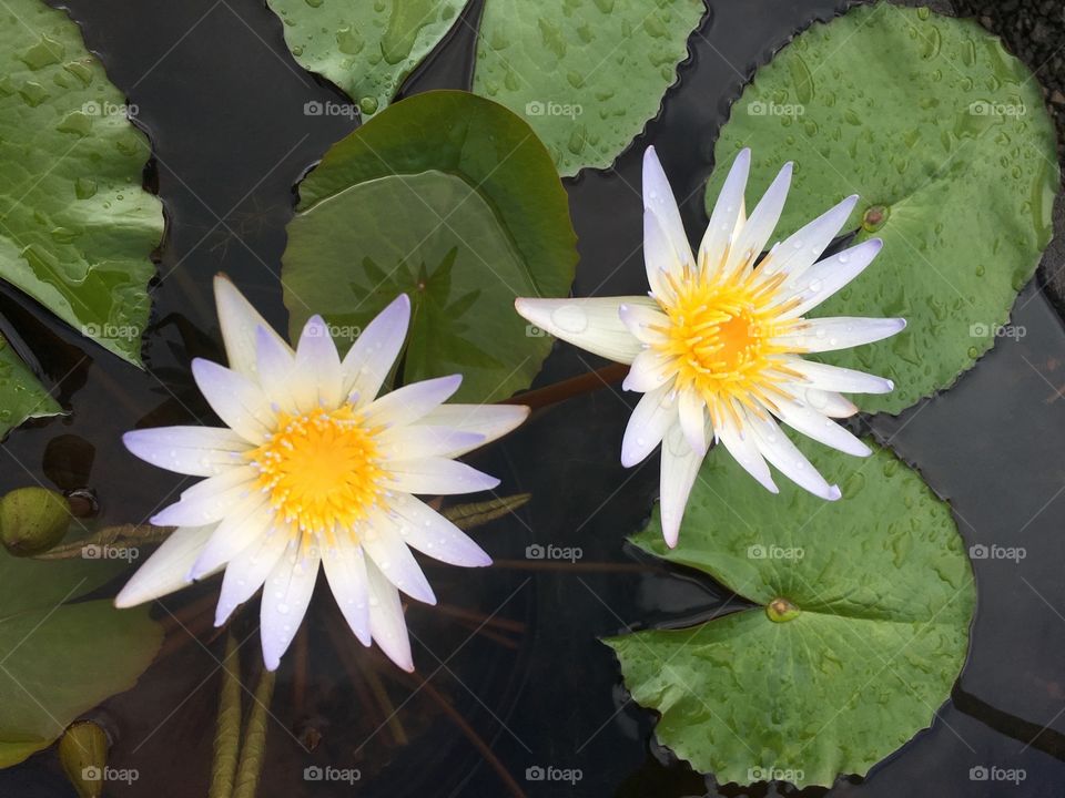 Leaf, Flower, Lotus, Nature, Flora