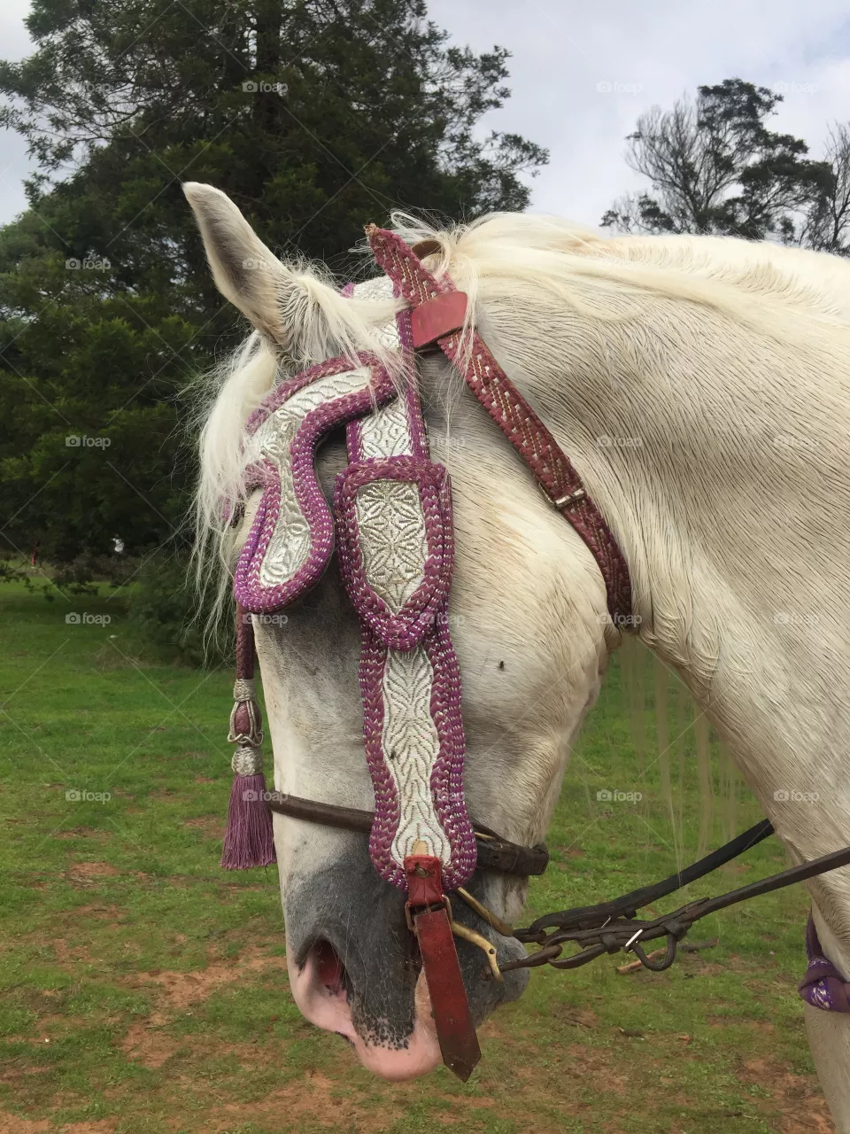 bridle old horse