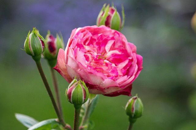 pink rose
