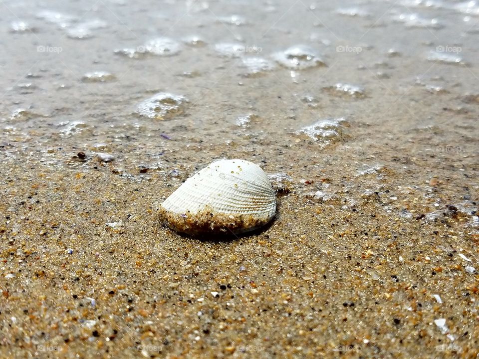 Seashells