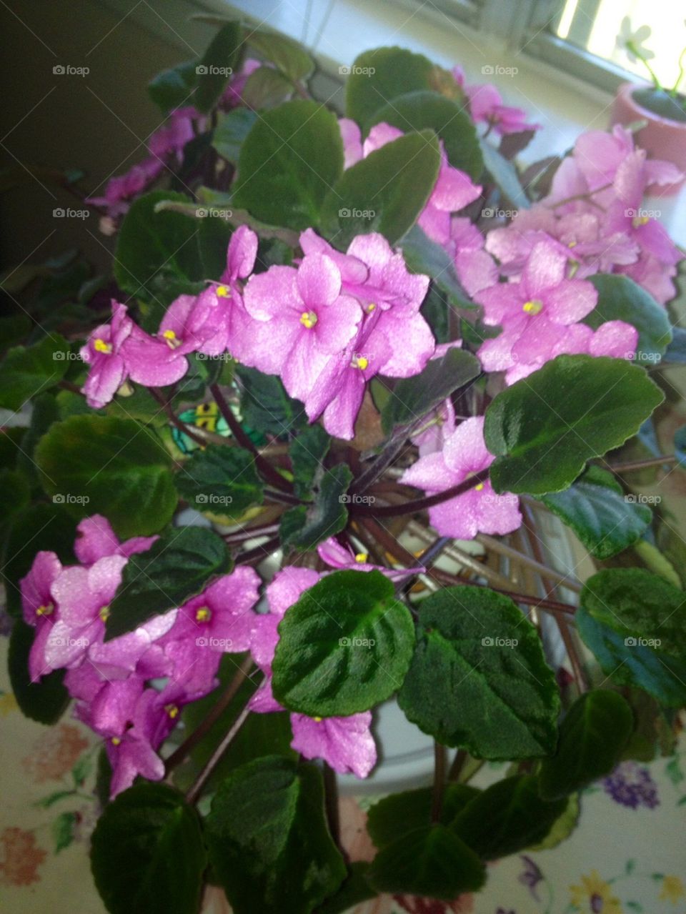 African Violet from Above