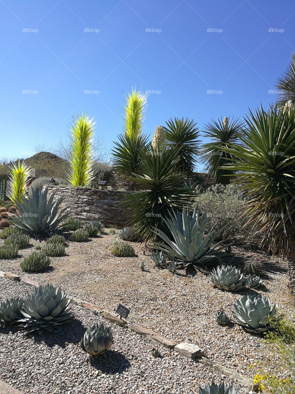 Beautiful scene of different kinds of cactus trees and ornamental glass cactus