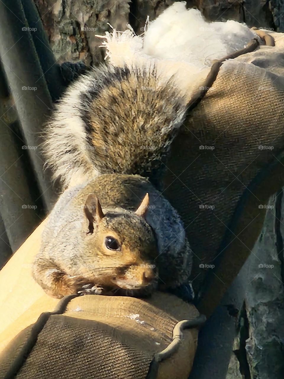 Life of a squirrel
