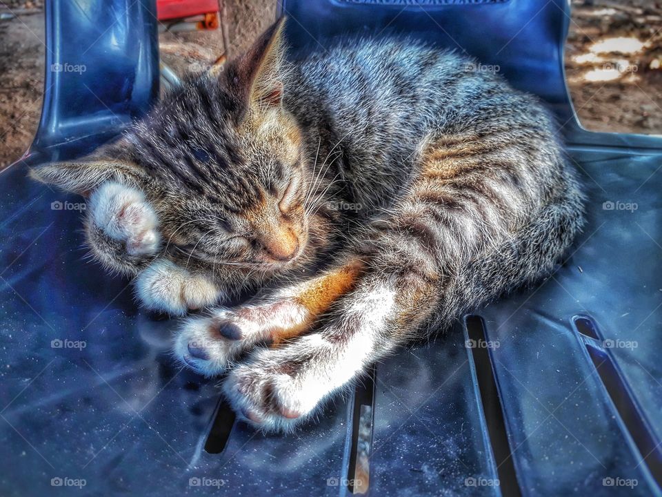 Sleeping stray cat