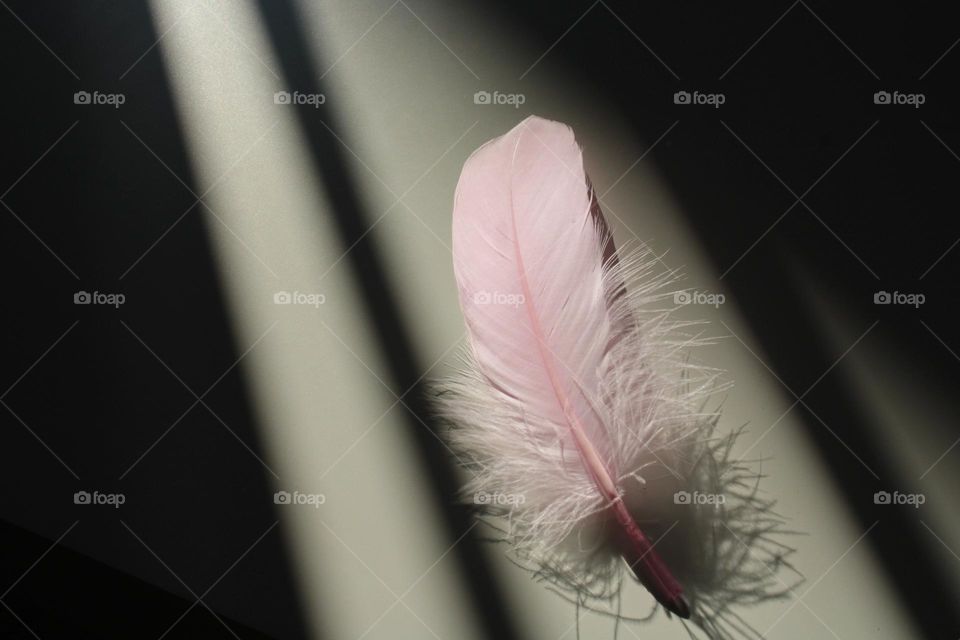 Pink feather 💟