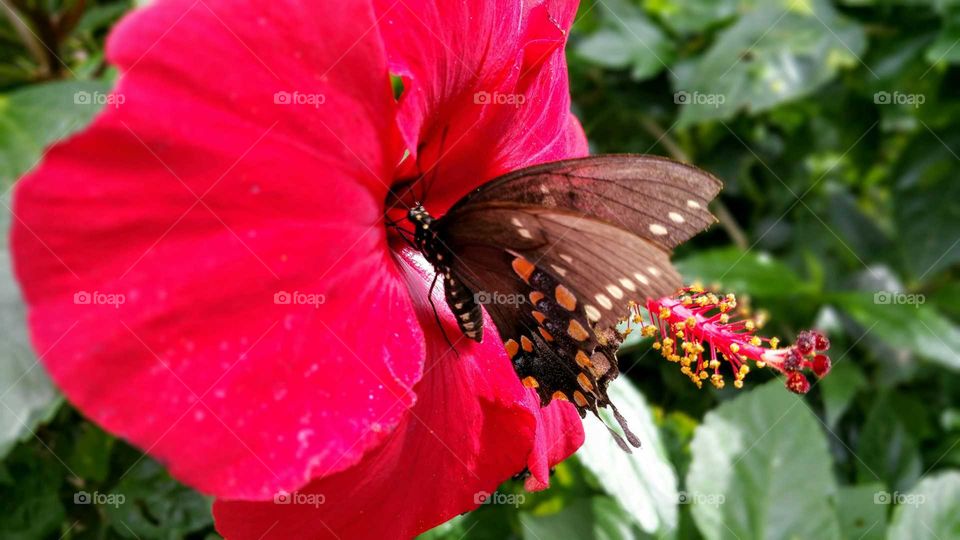 Butterfly eating