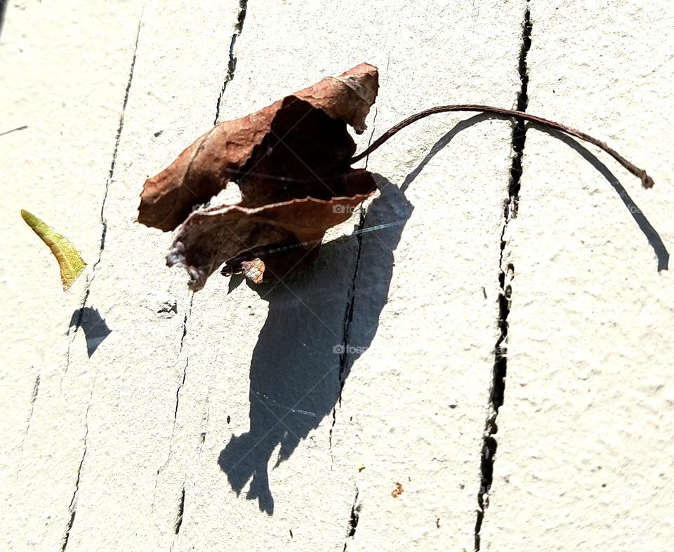 leaf shadows on dock.