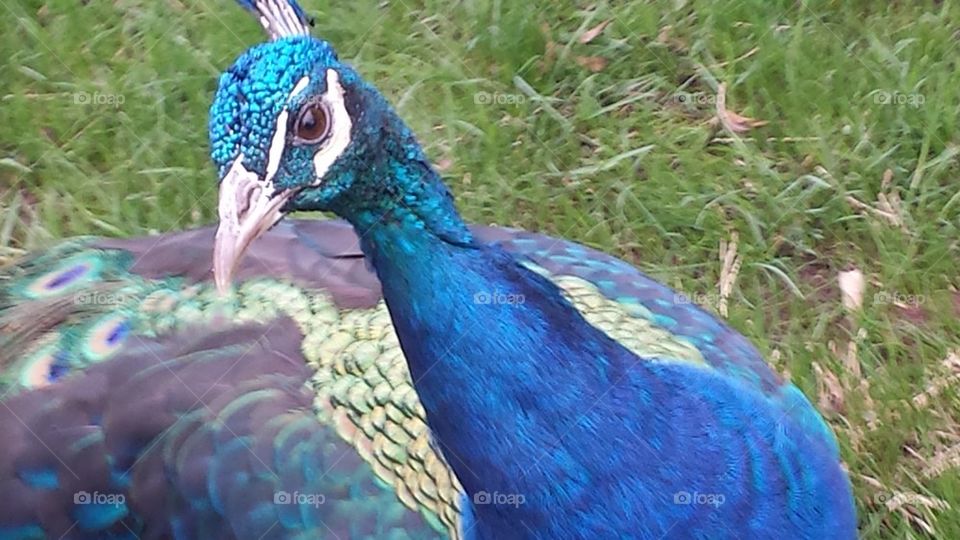 Curious Peacock 