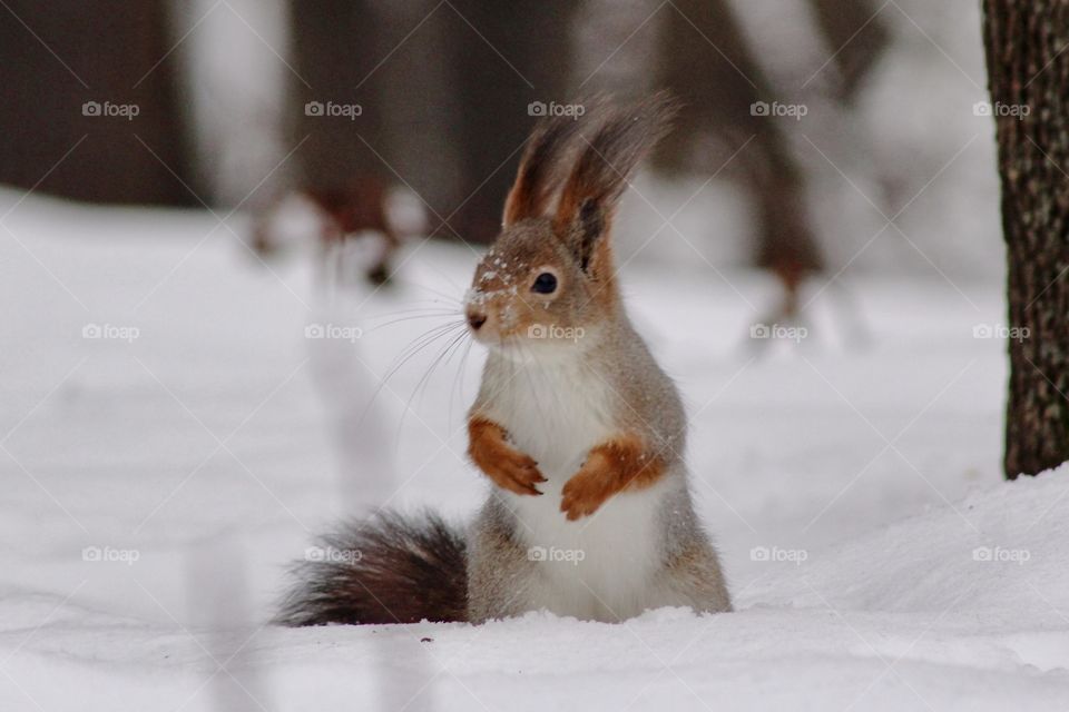 Squirrel in snow 