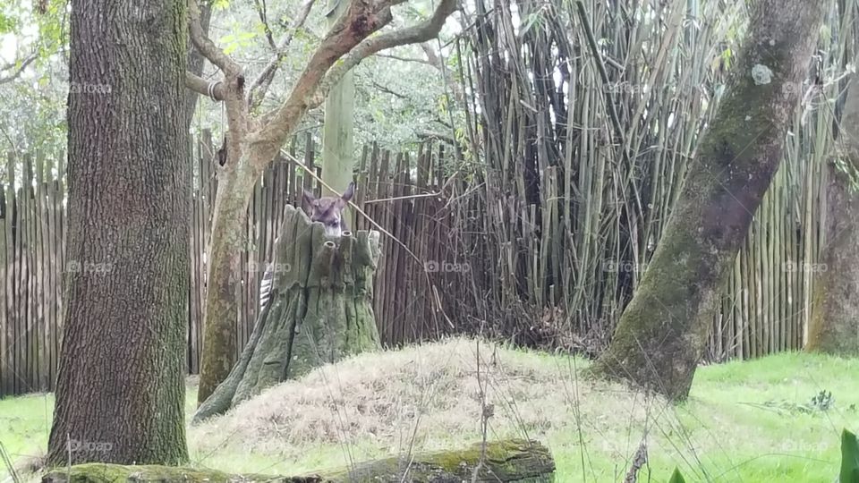 A zebra deftly hides behind a stump at Animal Kingdom at the Walt Disney World Resort in Orlando, Florida.