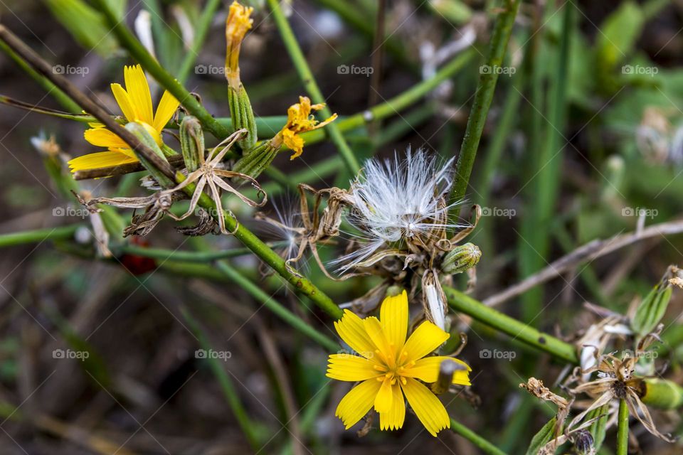 Chondrilla juncea is a perennial plant of the Aster family (Asteraceae)