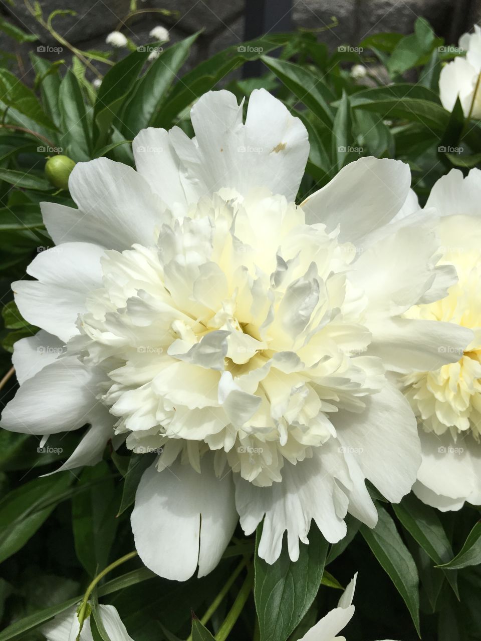 White peony