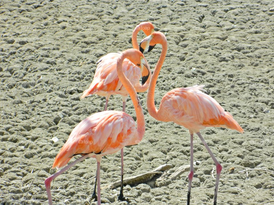 Color: Pink - A flamboyance of colorfully pink colored flamingoes interact socially amongst themselves.