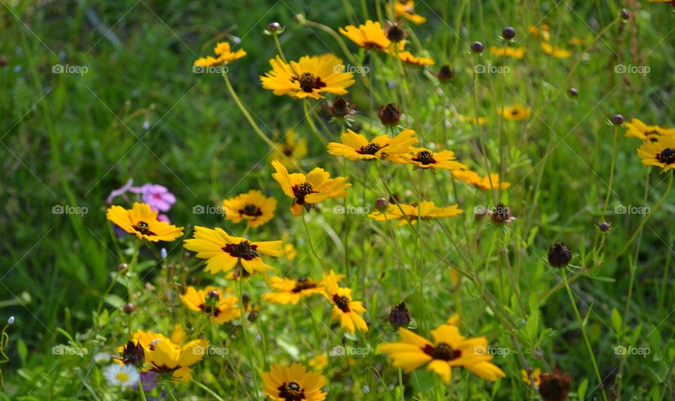 Flower, Nature, Summer, Field, Flora