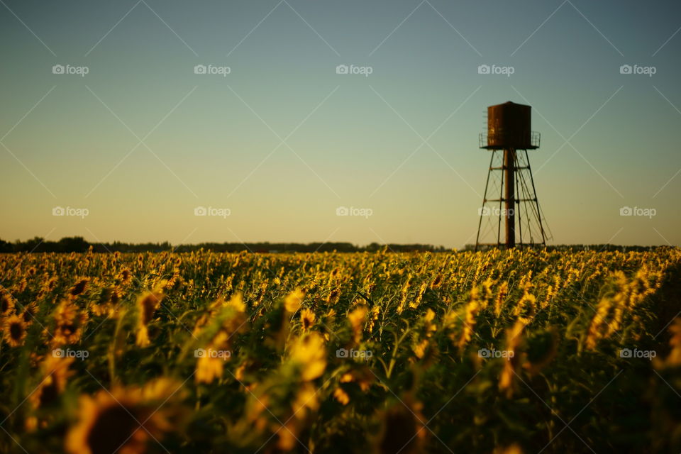 sunset sunflower field