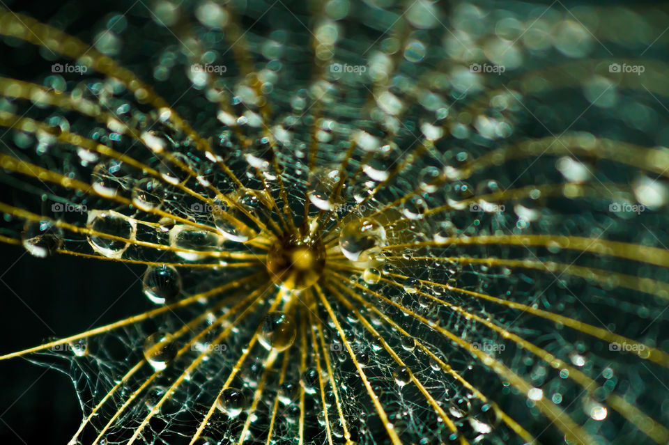 Dewdrops on a dandelion close-up