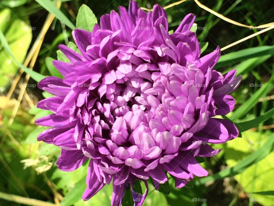 Purple. Gorgeous big flower in the wild