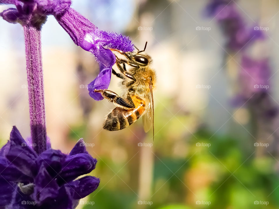Close up of a honeybee pollinating a purple mystic spires flower