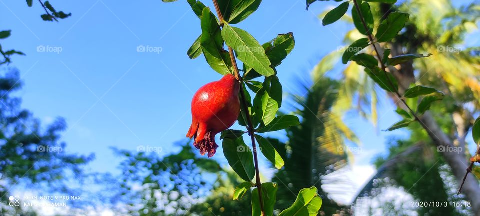 Pomegranate fruit sunshade