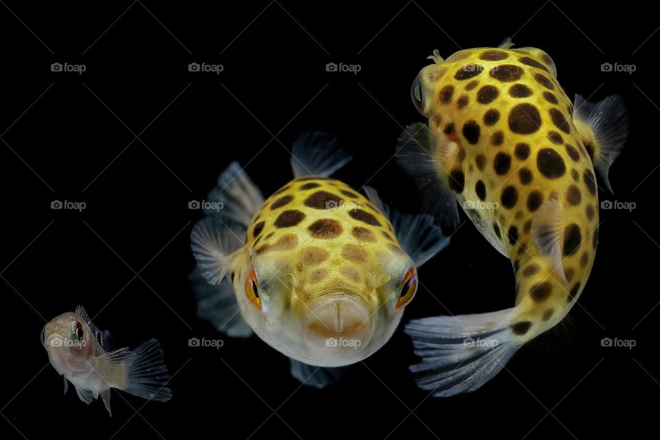 the dancing puffer