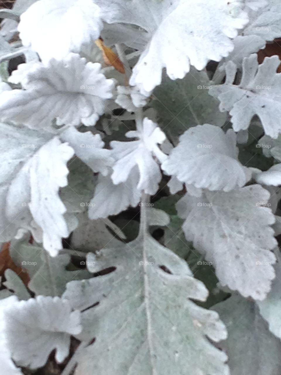 Silver plant