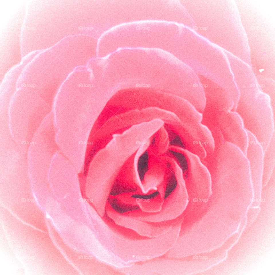 The pink rose for valentines 