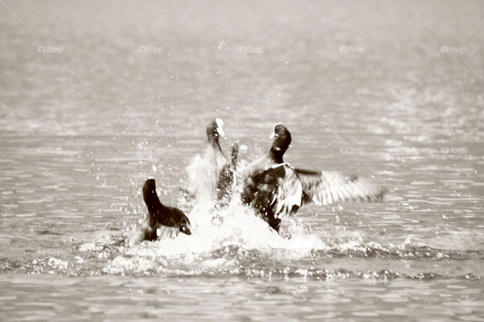 water animal sea duck by feerglas