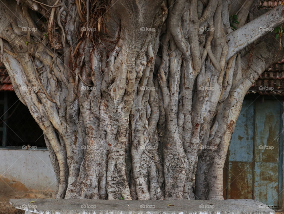roots stem and trunk