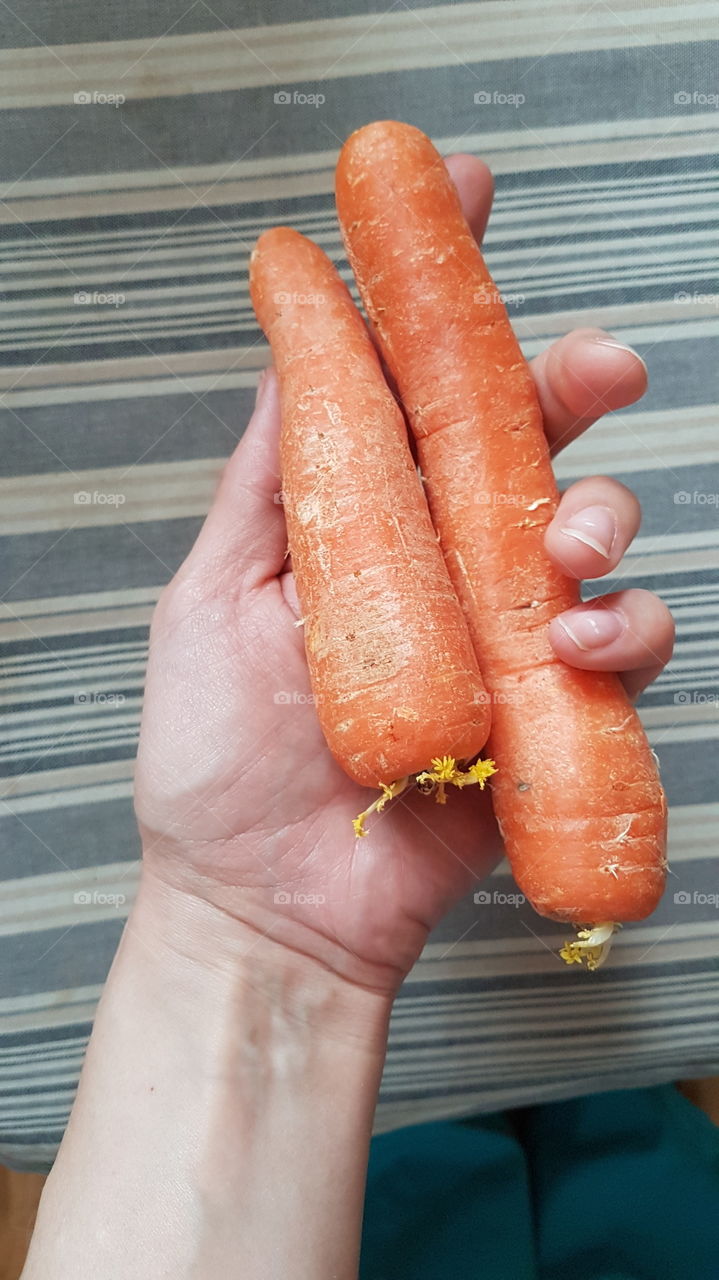 Fresh carrots