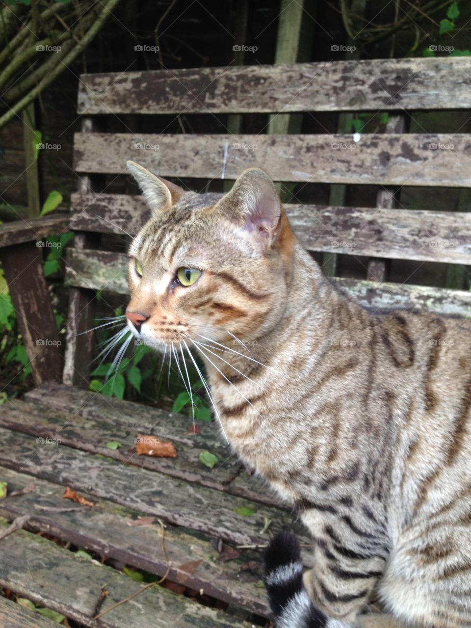 Tiger-striped tabby cat standing on a garden seat