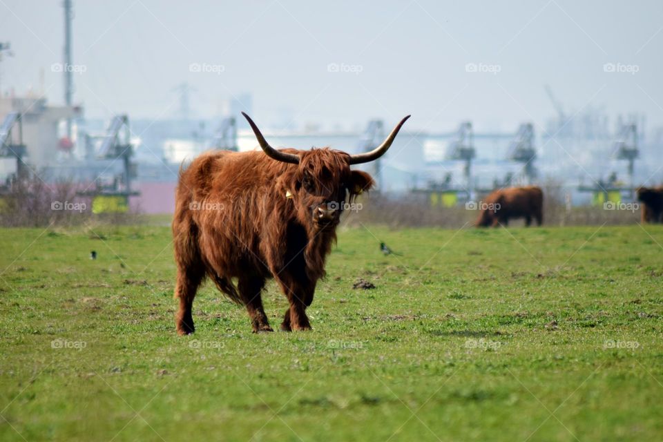 at the place where i live they created an area with a lot of wild live animals.