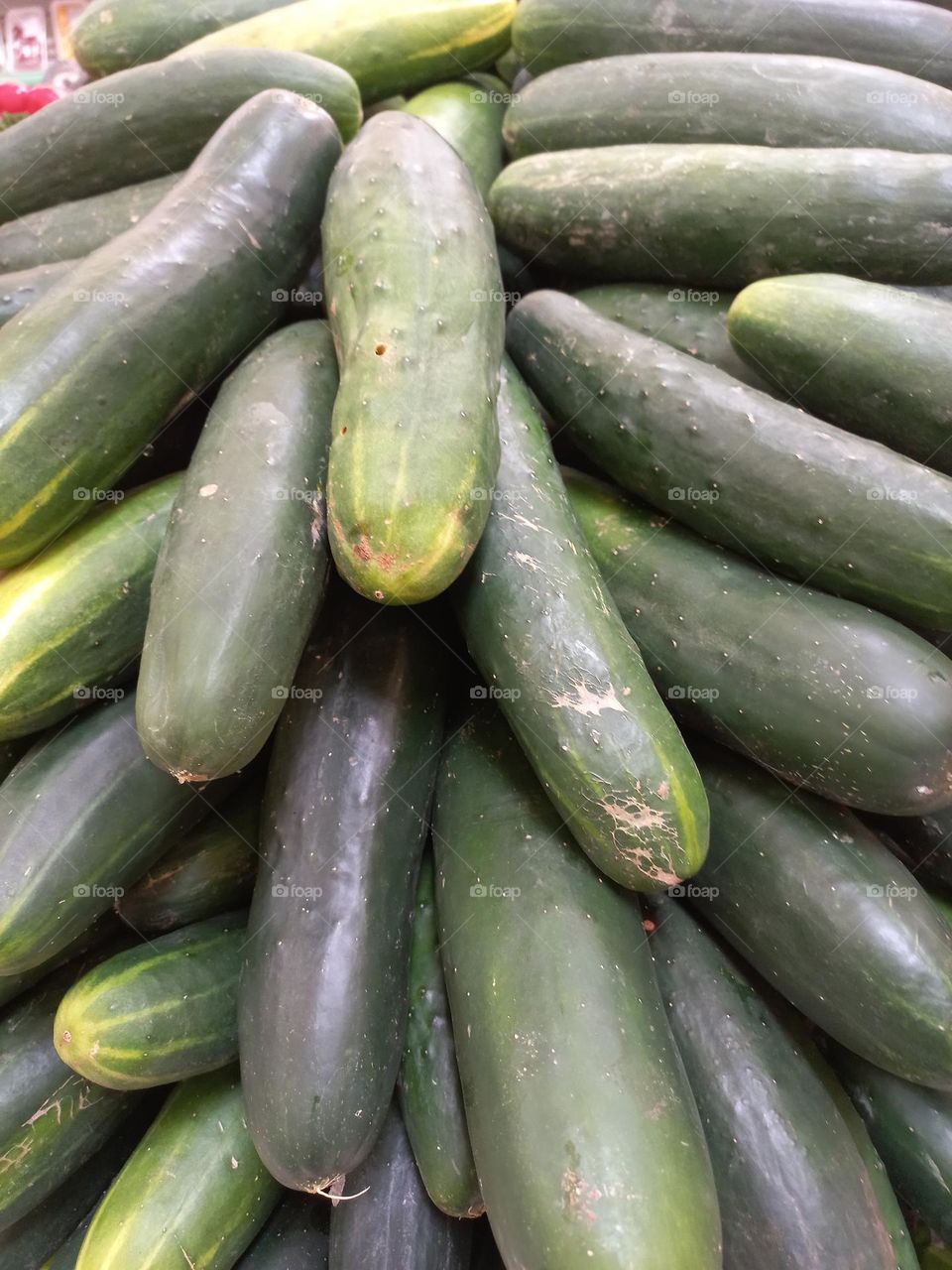 Pepino comum. O pepino comum, também conhecido como oadai, é o mais encontrado nos supermercados brasileiros.O fruto tem formato cilindro e casca  verde-escura; seu sabor é agradável e refrescante ideal para consumo cru.