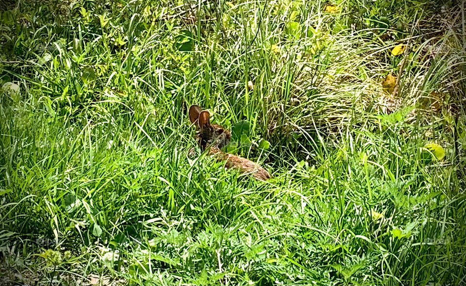 Brown Rabbit Sighting At The Draa Field Stormwater Park In Florida Through The Grass By The Basin In The City Looking Around. 