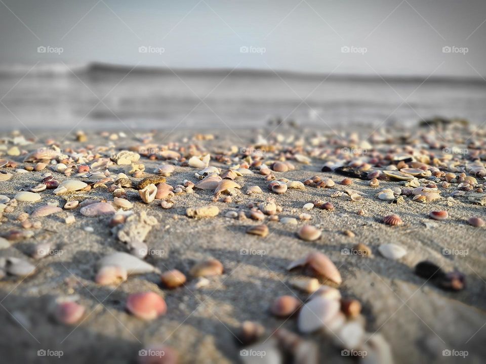 Beach and Shells