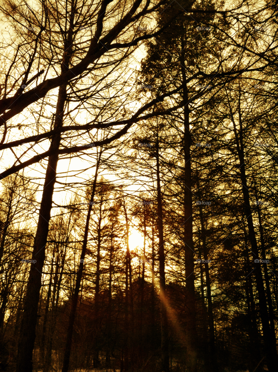 sunset trees branches cudahy wi by doug414