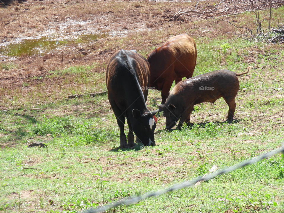 moove over. this pig was not shy with the cows