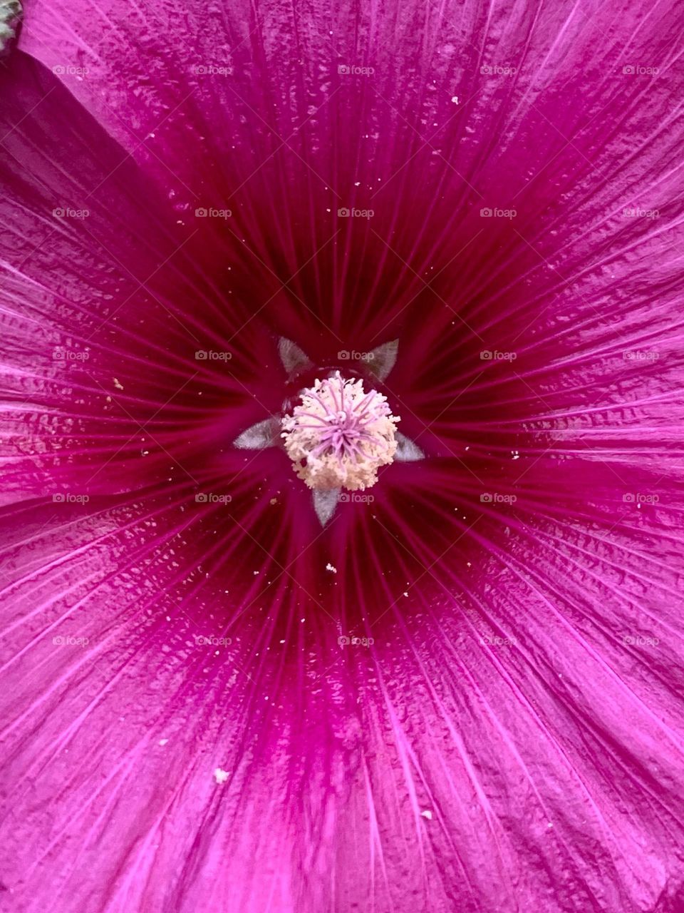 Pink hollyhock flower closeup 